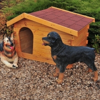 Kutyaházak közepes termetű kutyafajta