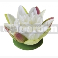 Leknín bílý 13cm Lotus 123568