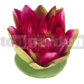Leknín růžový 17cm Lotus 123571