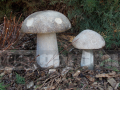 Kőgomba 25 cm