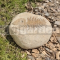 Hal dombormű 20-25 cm