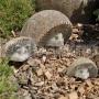 Kamenný ježko ležiaci 30 cm