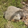 Kamenný ježko ležiaci 30 cm