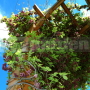 Drevená pergola rovná
