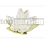 Lekno biele 13cm Lotus 123568