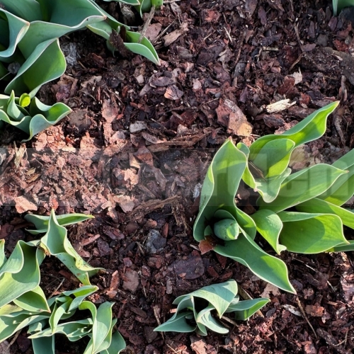 Mulčovací borovicová kůra jemná 0–20 mm 70 l